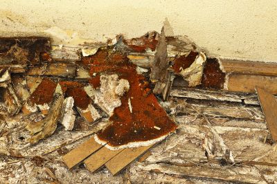 Dry Rot Remediation in Longmont, CO