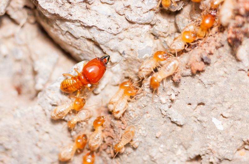 Local Termite Repair pros at work