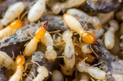 Termite Repair