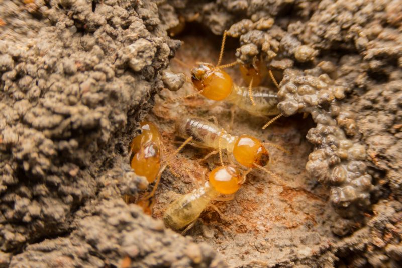 Termite Bait System