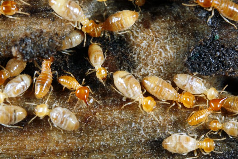 Cost of Termite Repair — Cost of Termite Repair