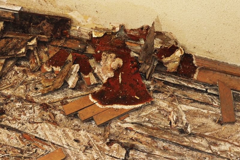 Pest Damage Repair in Overland Park, KS