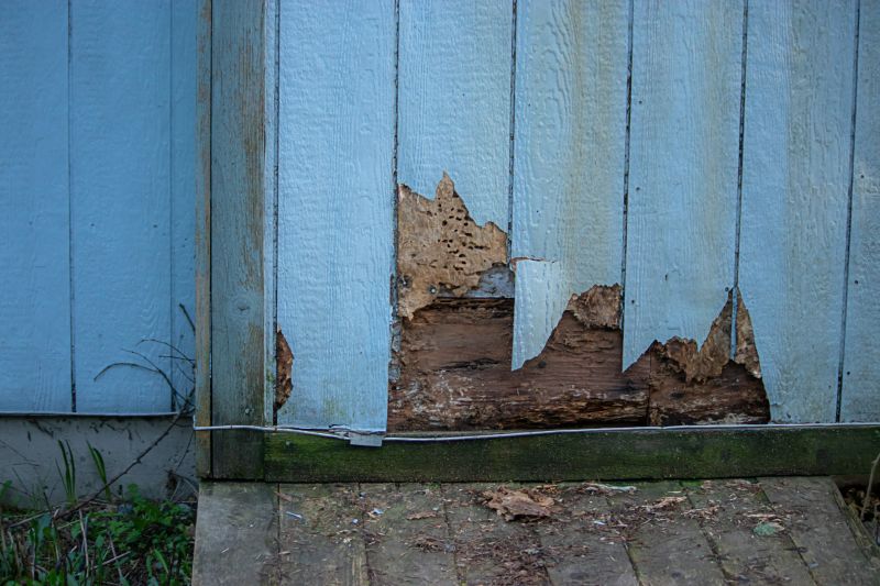 Pest Damage Repair in Denver County, CO