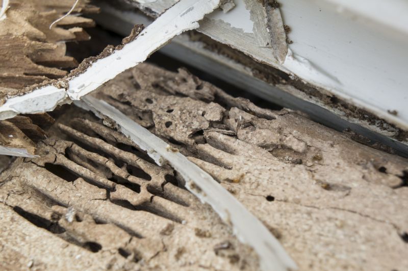 Termite Damage Repair Service in Kansas City, KS
