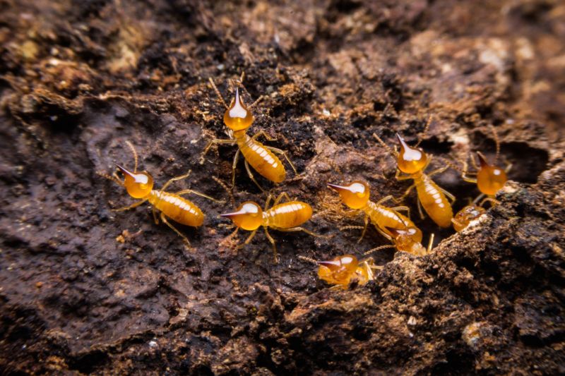 Termite Damage Repair Service in Kansas City, MO