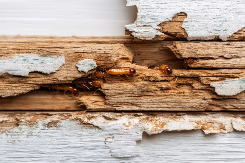 Termite Damage Repair Service in Denver, CO