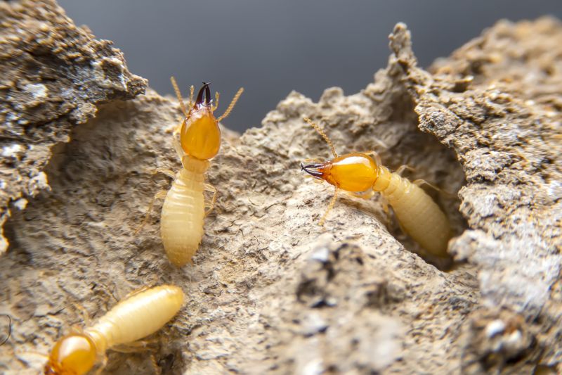 Termite Damage Repair Service in Overland Park, KS