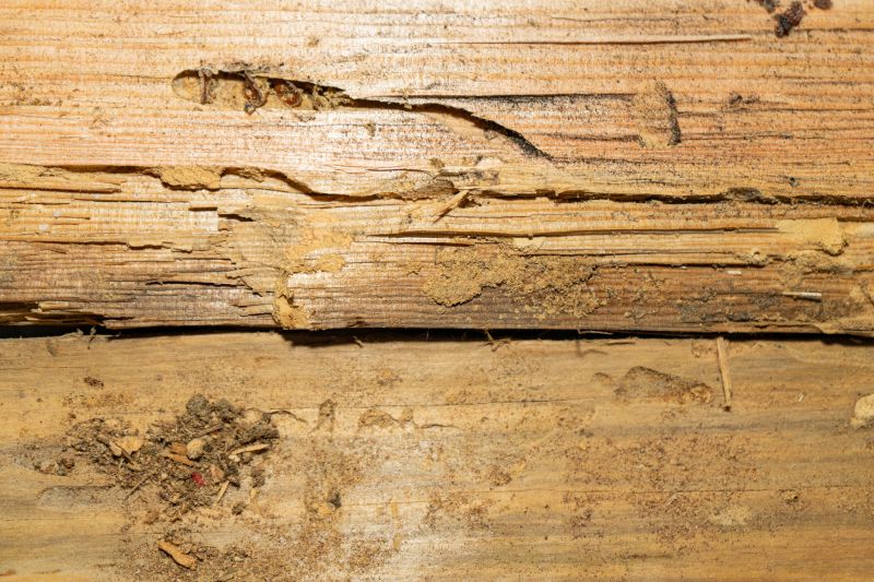 Termite Damage Restoration in Boulder, CO