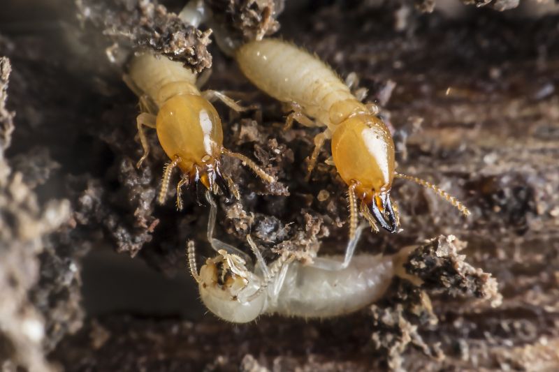 Termite Repair