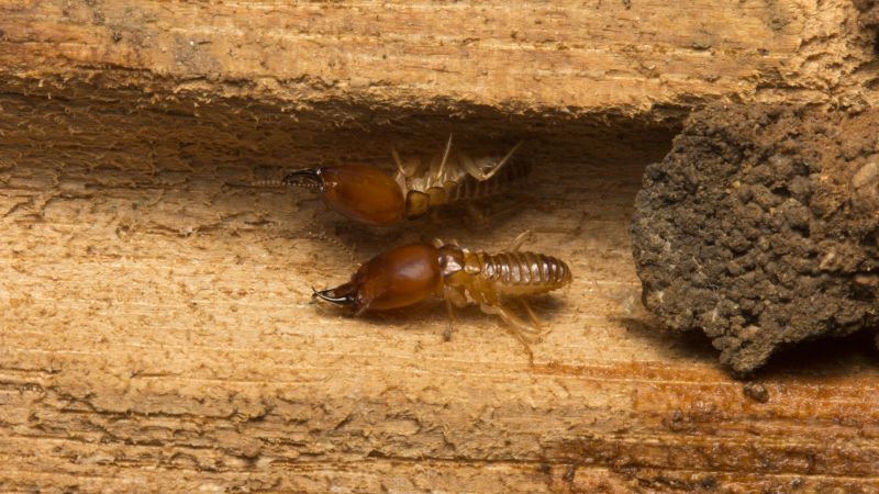 Termite Repair