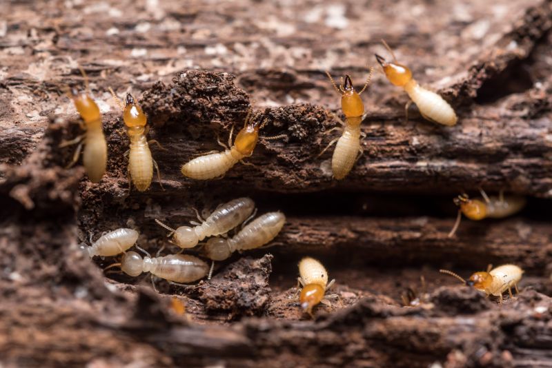 Termite Repair