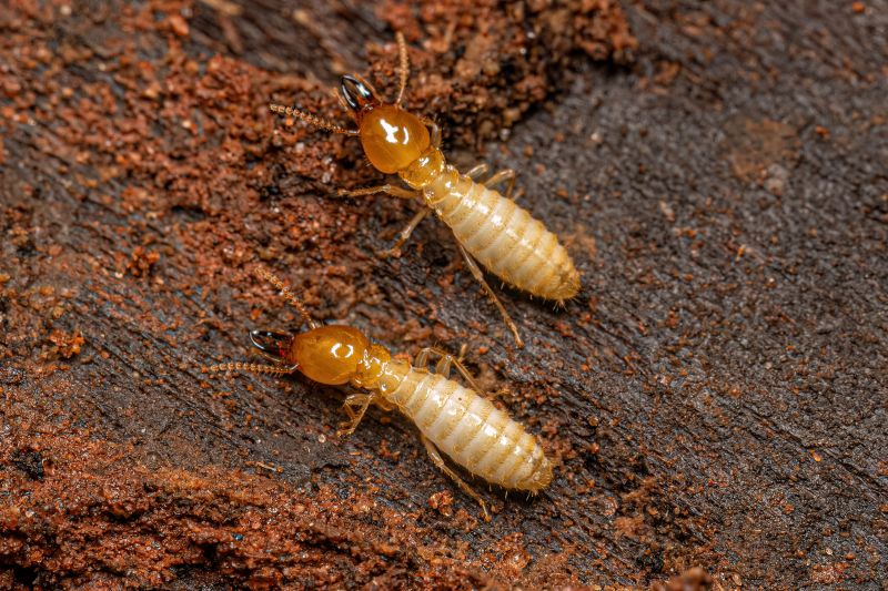 Termite Repair