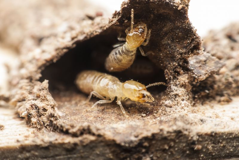 Termite Damage Assessment