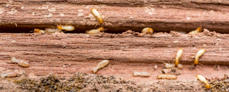 Preventive Measures for Termite Control