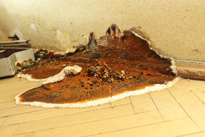 Wood Rot Removal in Denver County, CO